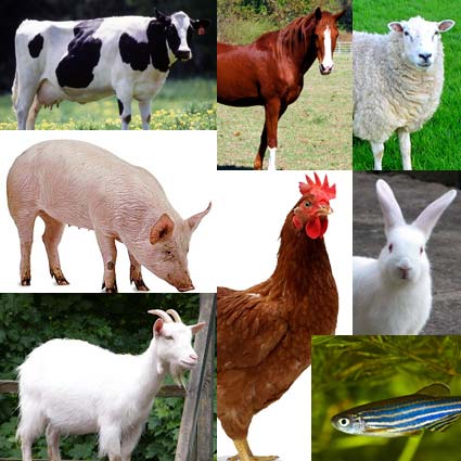 Livestock farming Business Idea in Nigeria