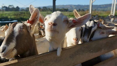 goat management