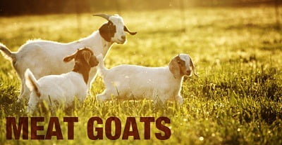 goat marketing