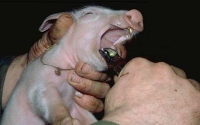 pig clipping of teeth