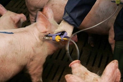 pig vaccination