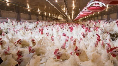 poultry farming business in Nigeria