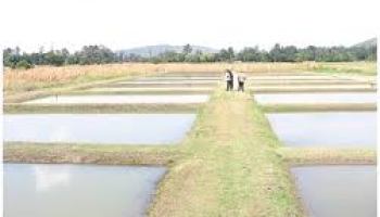 Earthen Pond in Nigeria