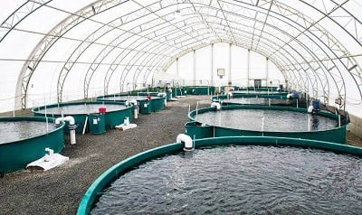 fish farming business in Nigeria