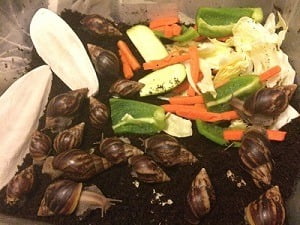 Local feed for snails (fruit peels) 