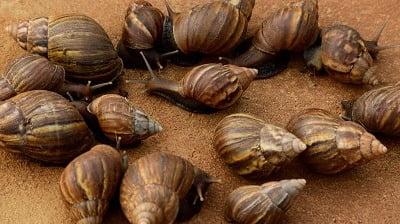 Snail rearing Business in Nigeria