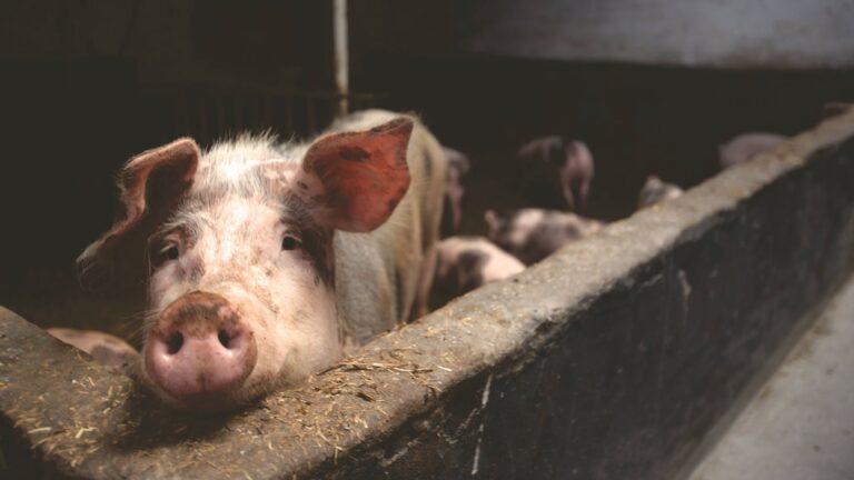 Start a Profitable Pig Farming Business in Nigeria: Make 500k to a million monthly