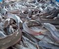 Fish rearing business in Nigeria