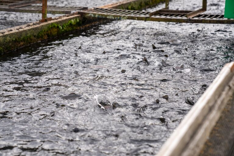 Step-by-Step Guide to Start a Profitable Fish Farm in Nigeria
