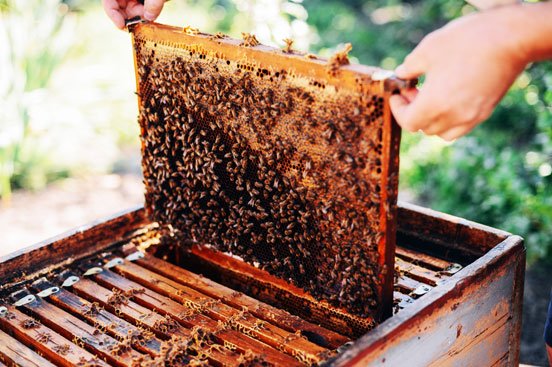 Honey Bee Farming (Beekeeping)