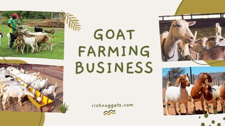 How to Start a Successful Goat Farming Business in Nigeria