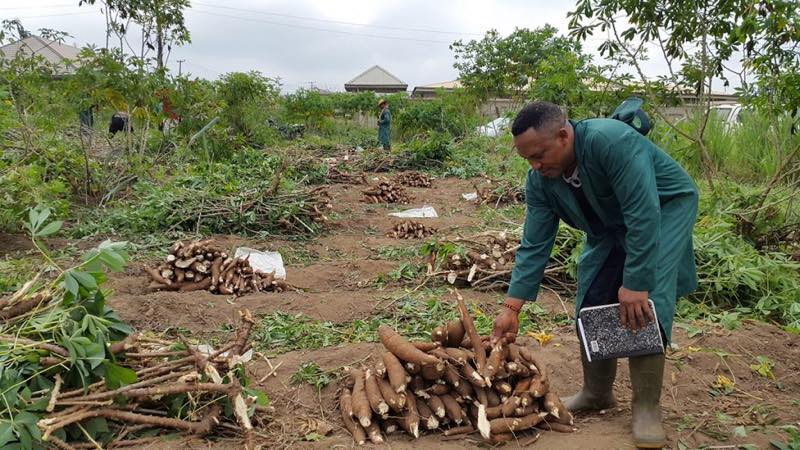 Cassava farming