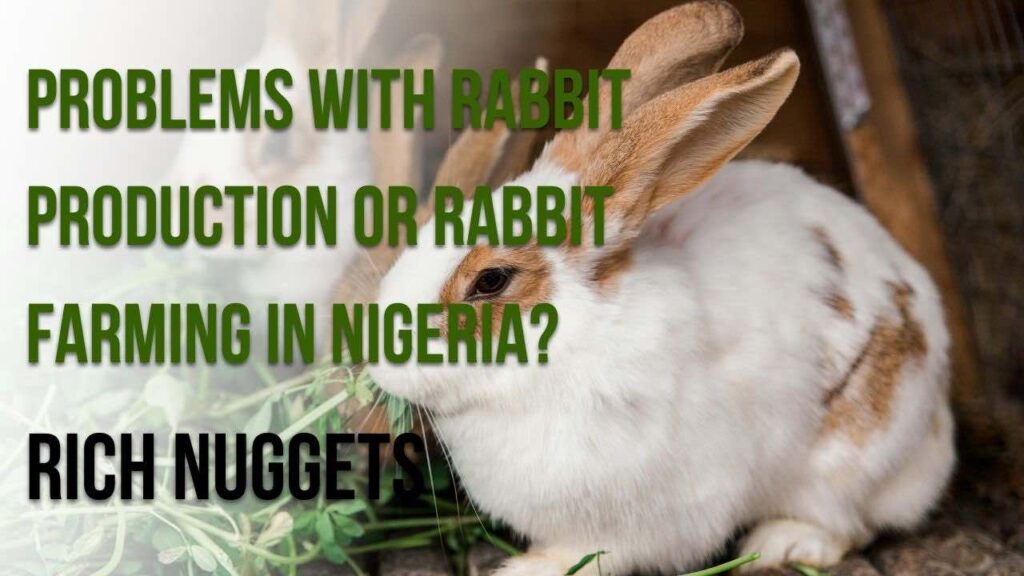 Problems with Rabbit Production or Rabbit Farming in Nigeria?