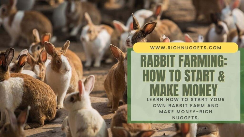 Rabbit Farming: How to Start & Make Money