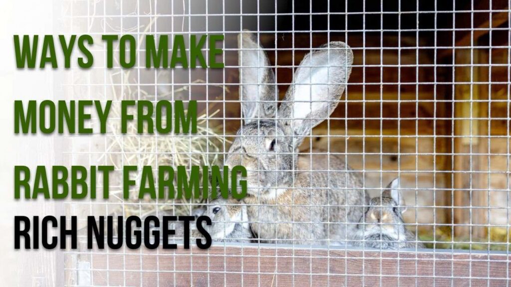Ways to Make Money from Rabbit Farming